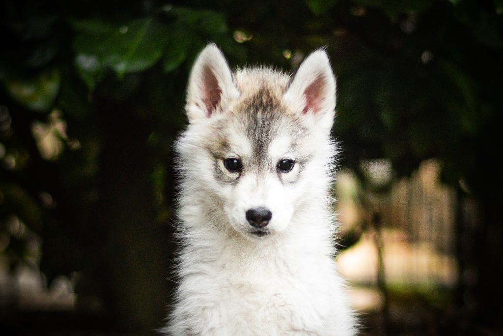 Keeper Show - Chiots disponibles - Siberian Husky