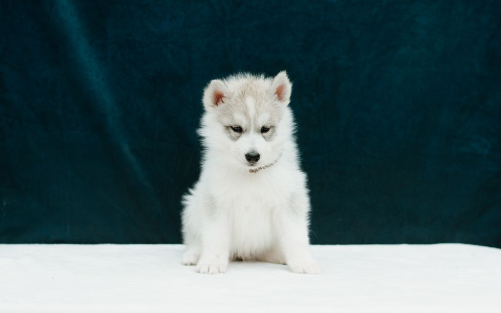 Keeper Show - Chiots disponibles - Siberian Husky