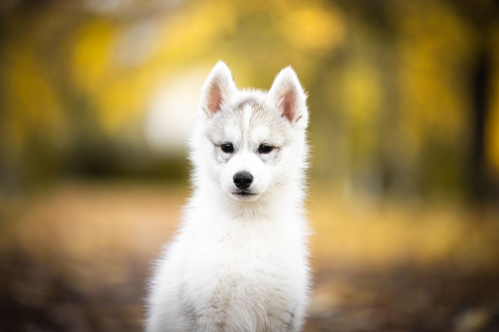 Keeper Show - Chiots disponibles - Siberian Husky