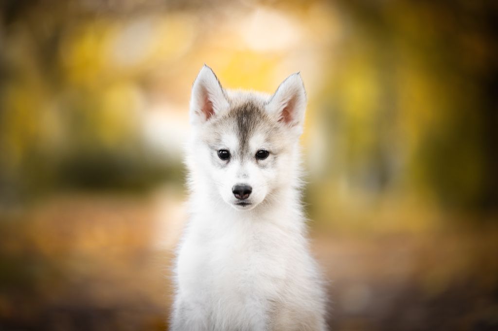 Keeper Show - Chiots disponibles - Siberian Husky