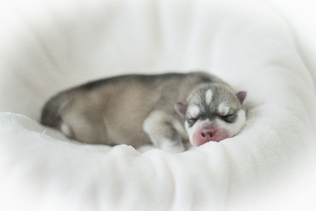 Keeper Show - Chiots disponibles - Siberian Husky