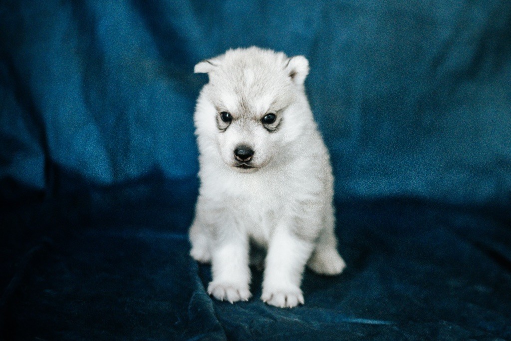 Keeper Show - Chiots disponibles - Siberian Husky
