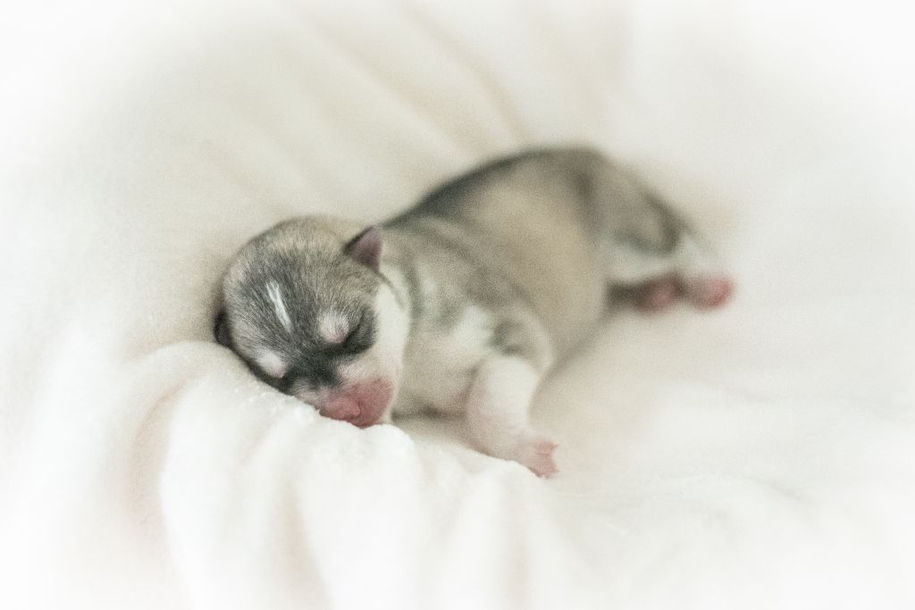 Keeper Show - Chiots disponibles - Siberian Husky