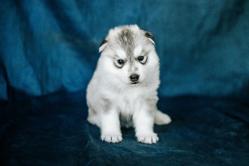 Keeper Show - Chiots disponibles - Siberian Husky