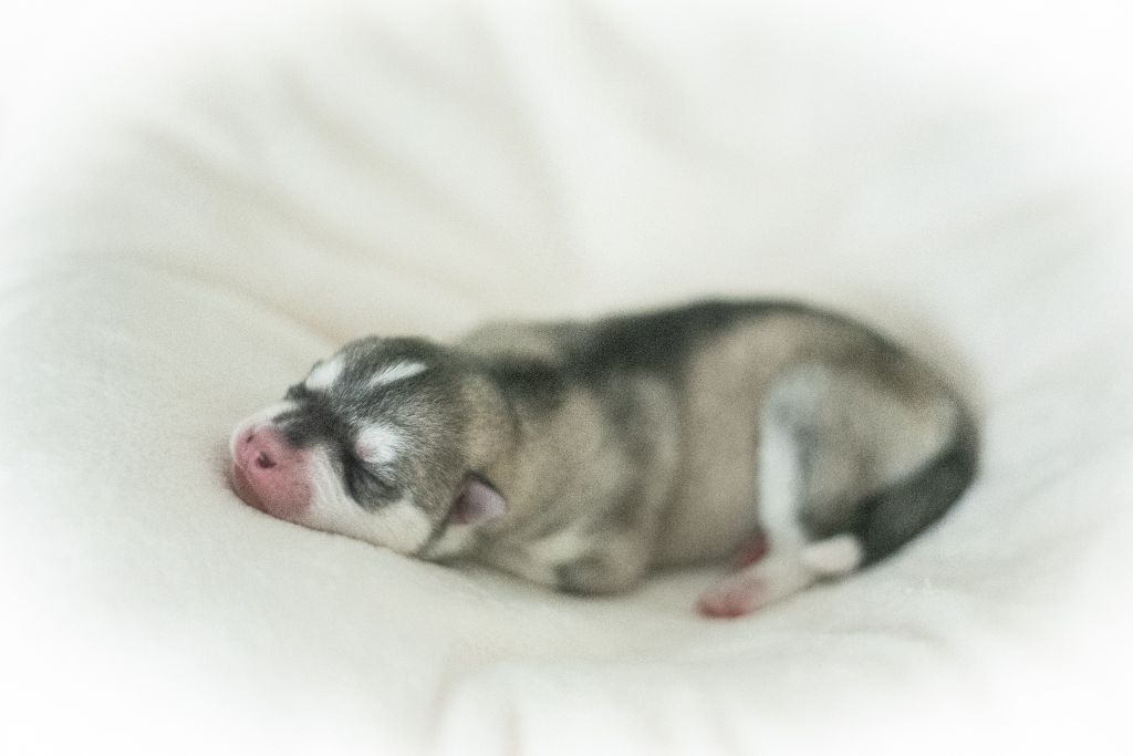 Keeper Show - Chiots disponibles - Siberian Husky