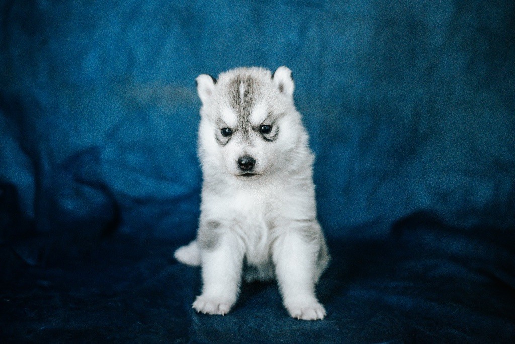 Keeper Show - Chiots disponibles - Siberian Husky