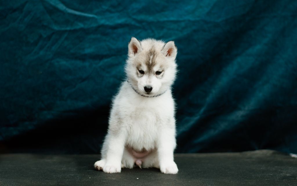 Keeper Show - Chiots disponibles - Siberian Husky